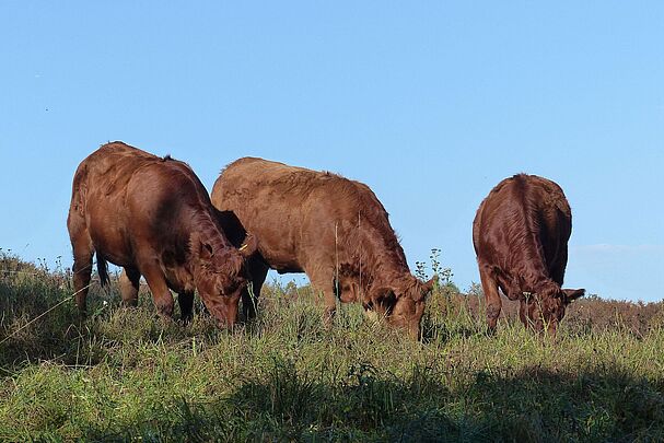 Rinder weiden auf einer Wiese