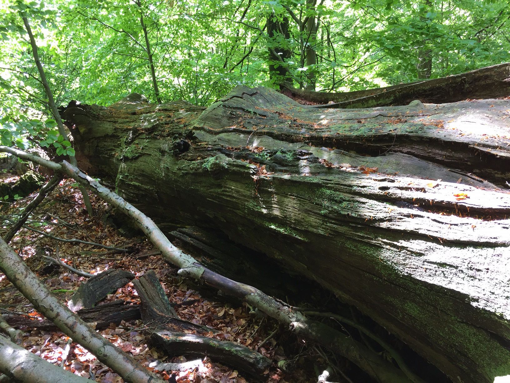 zerfallende 1000 jährige Eiche bei Rohrbrunn